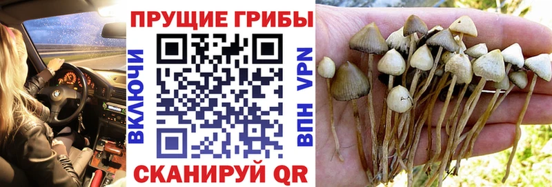 Купить  Жердевка  Псилоцибиновые грибы GOLDEN TEACHER 